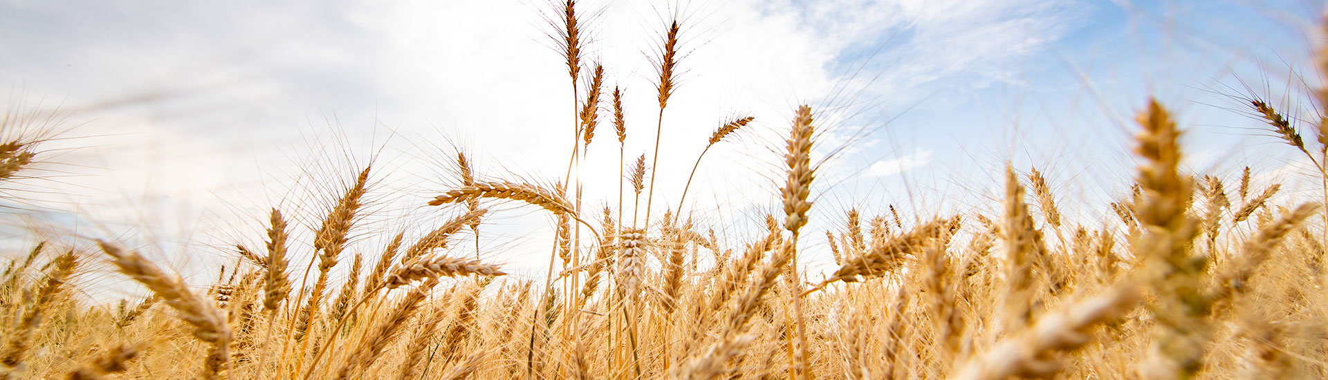 wheat up close