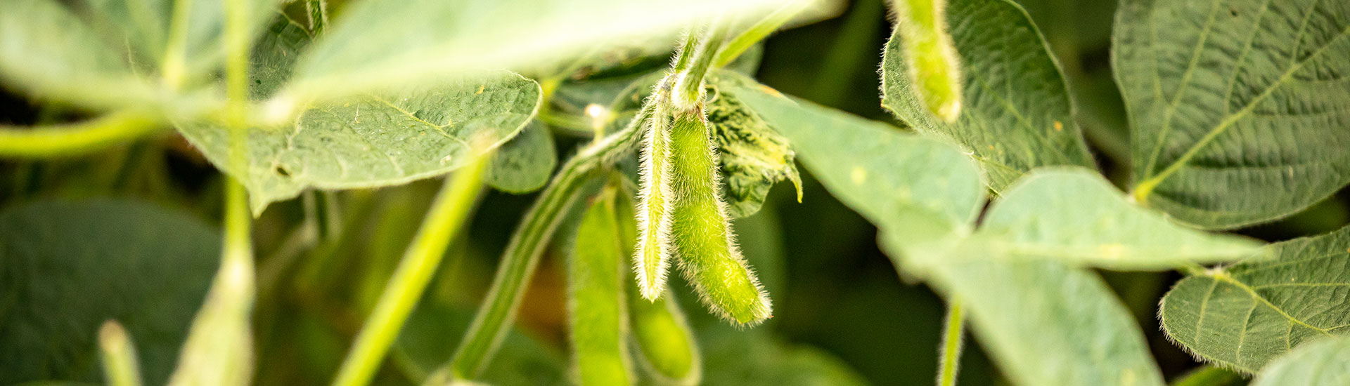 close up of a soybean pod
