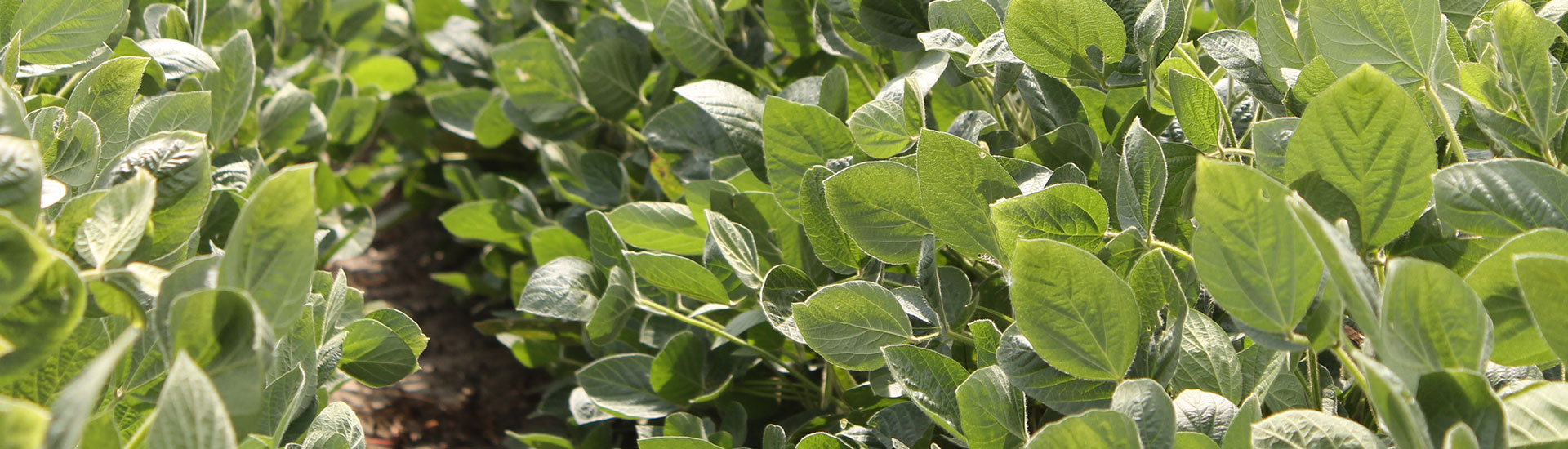 soybean field up close