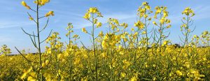 Canola field