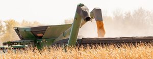 Corn harvest